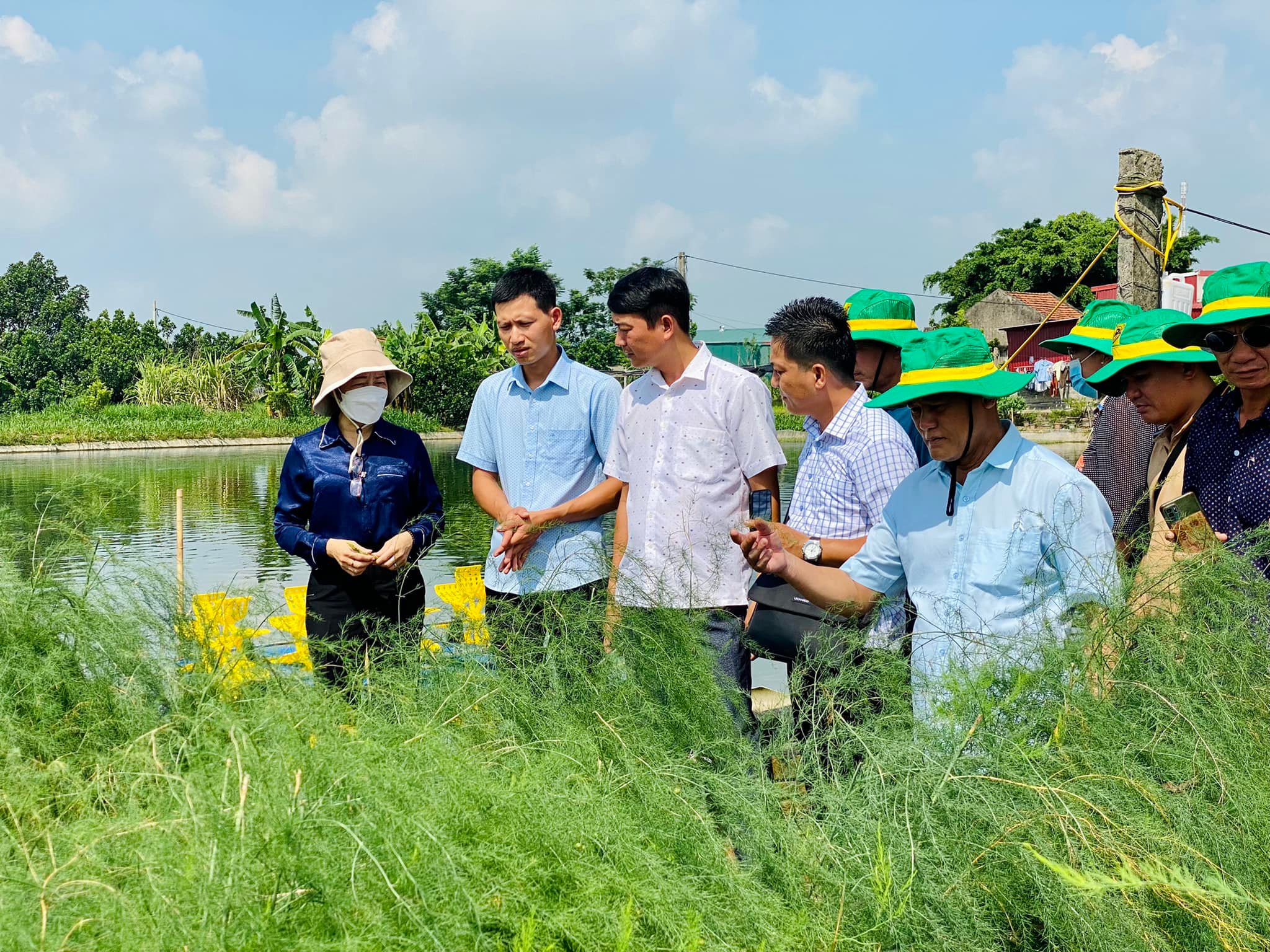 HTKN- Chi Hội Nông dân nghề nghiệp trồng cây măng tây xanh Lương Tài, BN.jpg