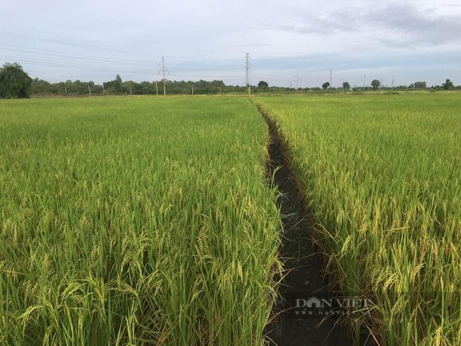 Trần Quang,GD HTX TMDV nông nghiệp Xuân Tiến -10.jpeg