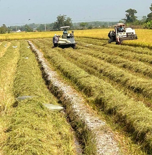 Nông dân Phú Điền thu hoạch lúa.jpg