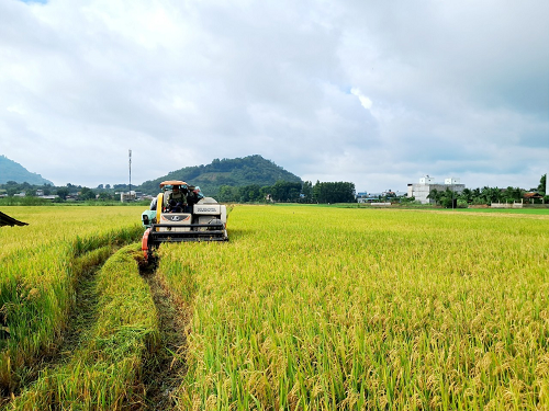 Nông dân Xuân Lộc thu hoạch lúa.png
