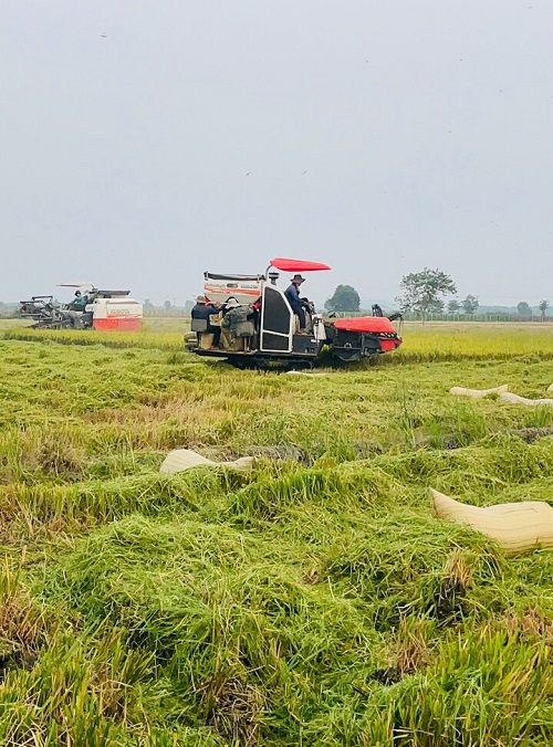 Nông dân đang thu hoạch lúa hữu cơ.jpg