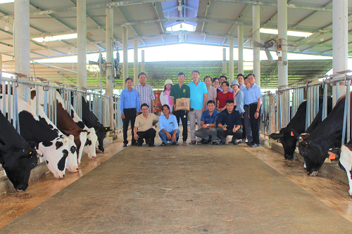 học tập mô hình nuôi bò sữa thôn Bồng Lai.png