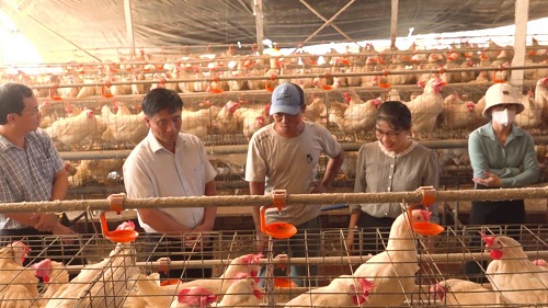 mô hình nuoi gà xã lộc ninh. 16.9.jpg
