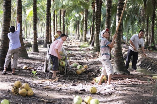 nông dân thu hoạch dừa.jpg
