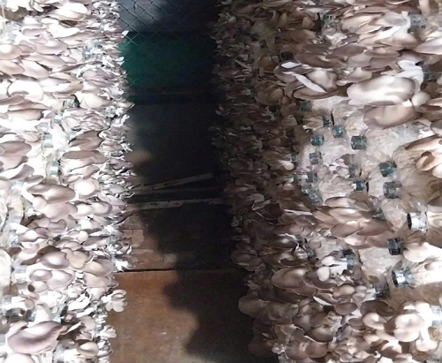 nấm bào ngư xã xã bù đăng 5.9.png
