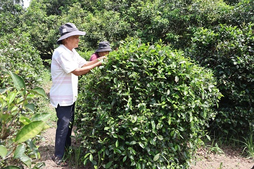trà phú hội nhơn trạch.15.10.jpg