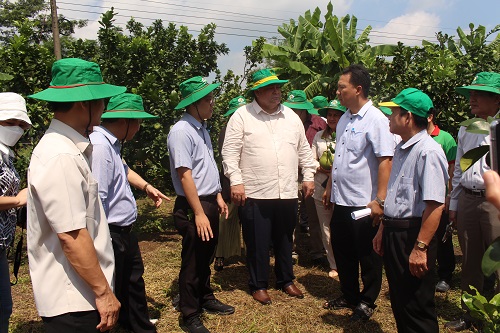 Đoàn Cuba tham quan mô hình trồng bưởi 30.10.jpg