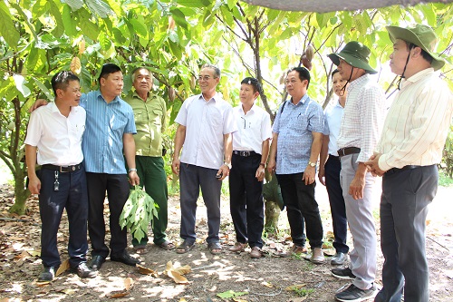 Đoàn nông dân Bình Định thăm mô hình trồng ca cao tại xã An Viễn trảng bom.jpg